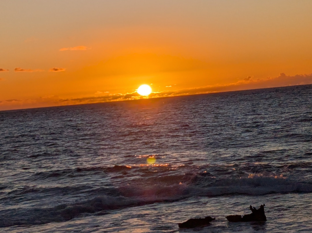 Hibiscus Regal主图