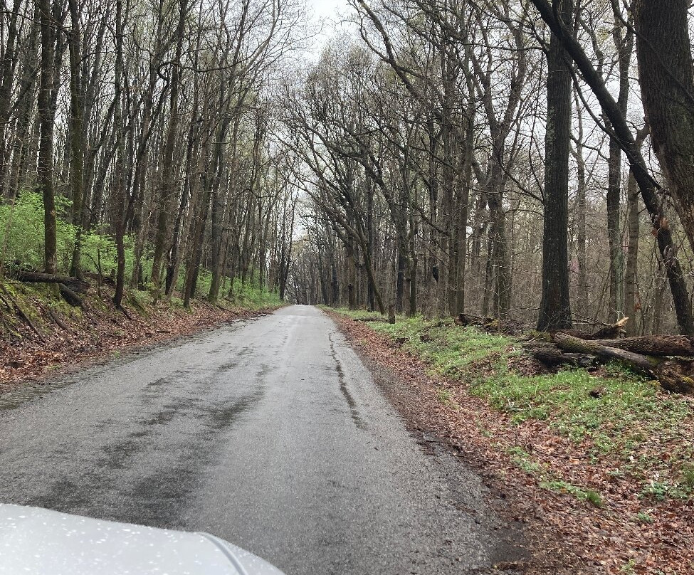 Beall Woods State Park-Mount Carmel必去景点