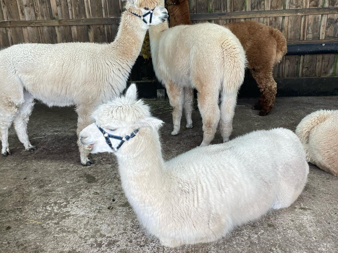 Larch Green Alpacas景点图片