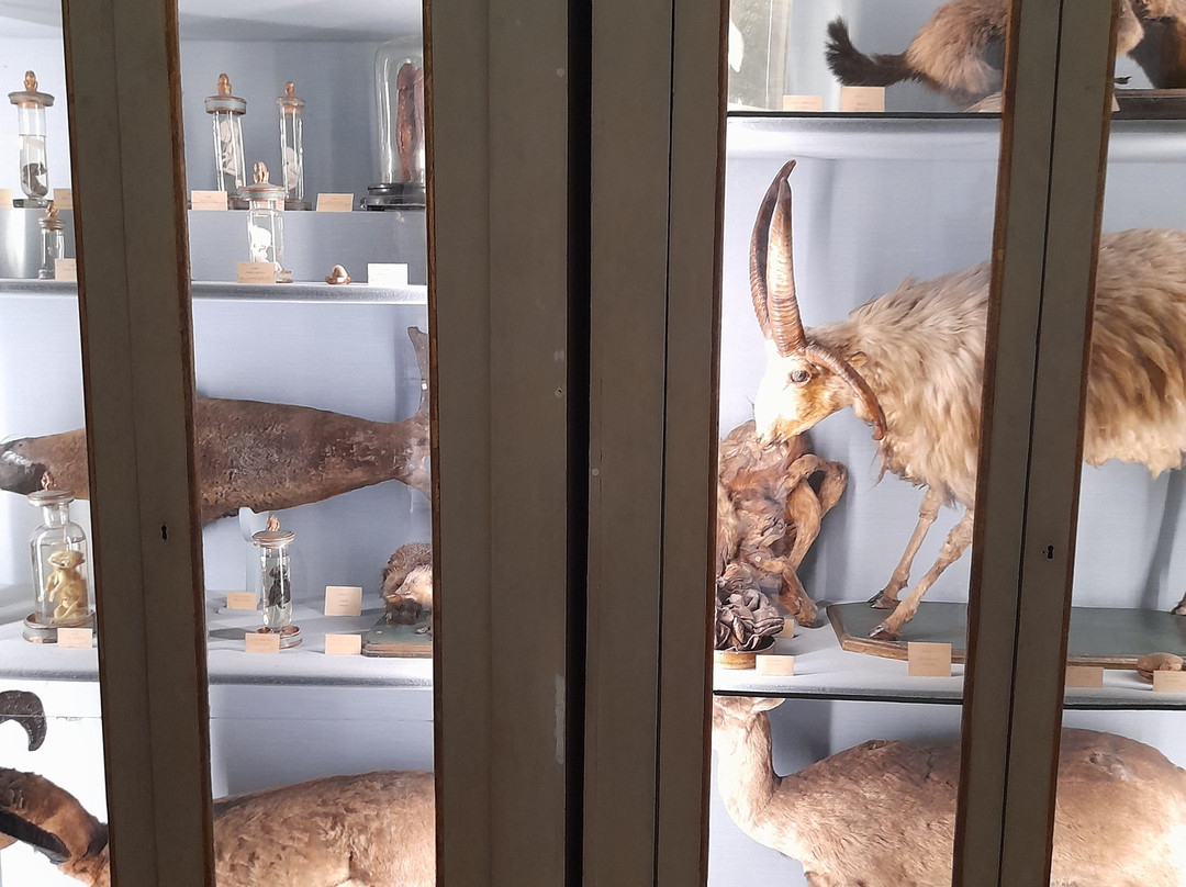 Musei Civici景点图片