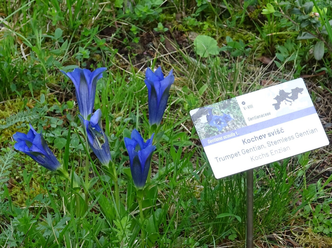 Alpine Botanical Garden Juliana-Trenta必去景点