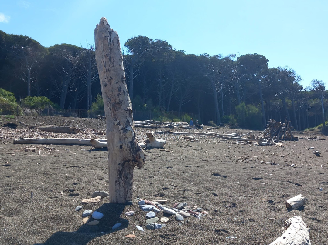 Riserva Naturale Tombolo di Cecina景点图片