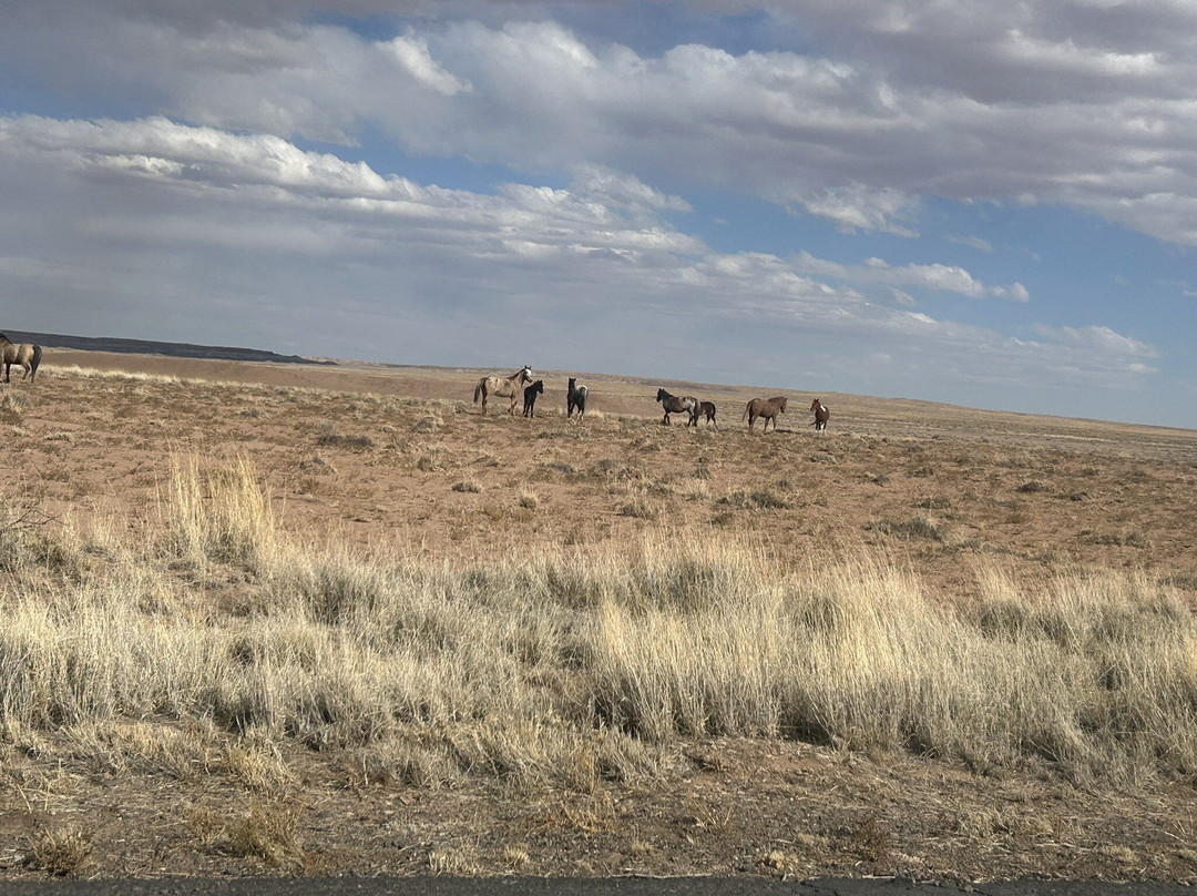 Homolovi State Park-温斯洛必去景点