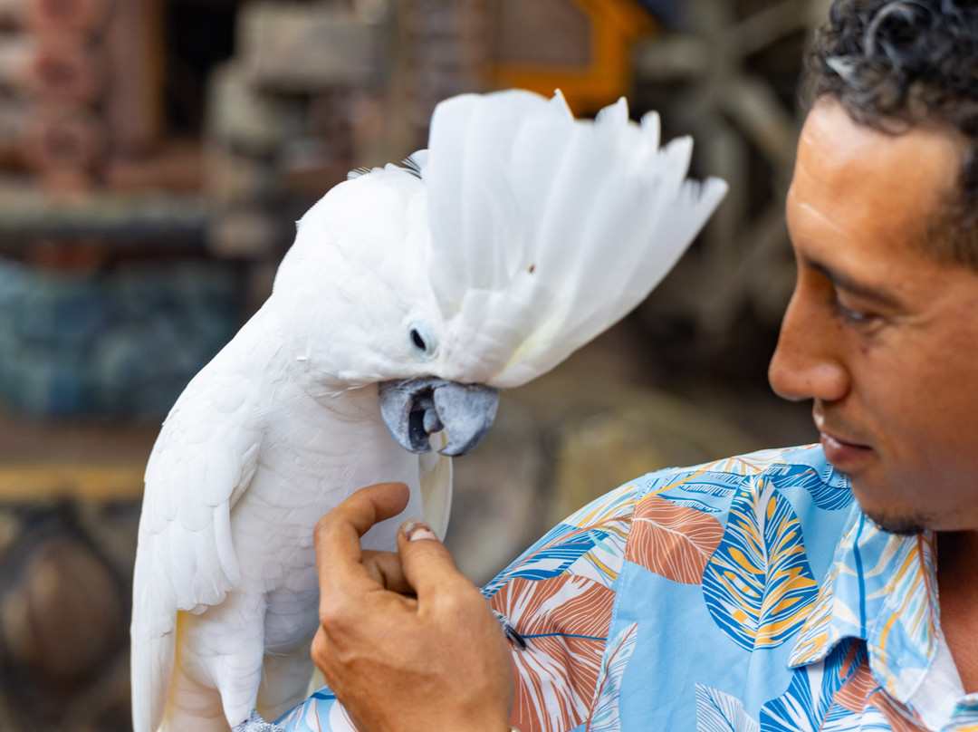 Amazonia: The Jungle Experience Tour-威廉斯塔德必去景点