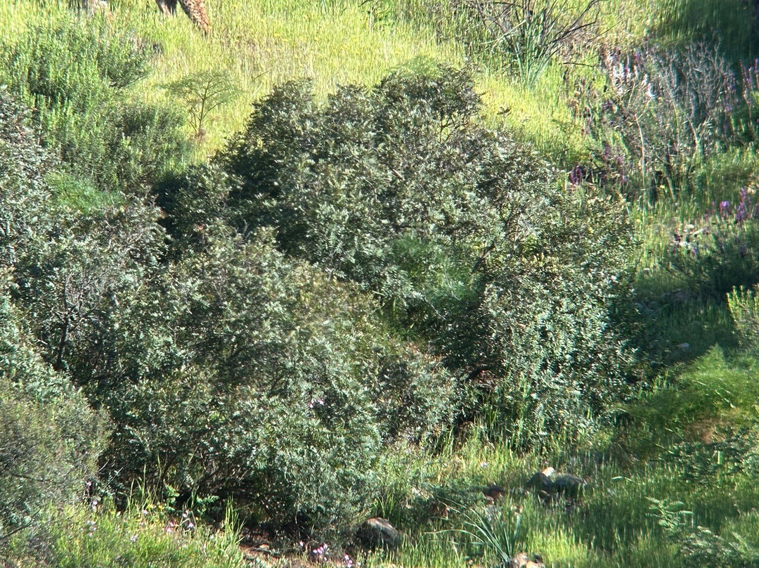 Naturoots景点图片