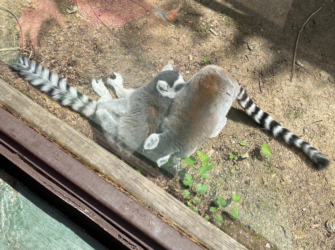 Leesburg Animal Park景点图片