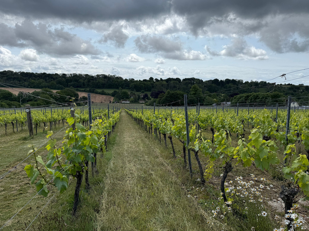 Hambledon Vineyard景点图片