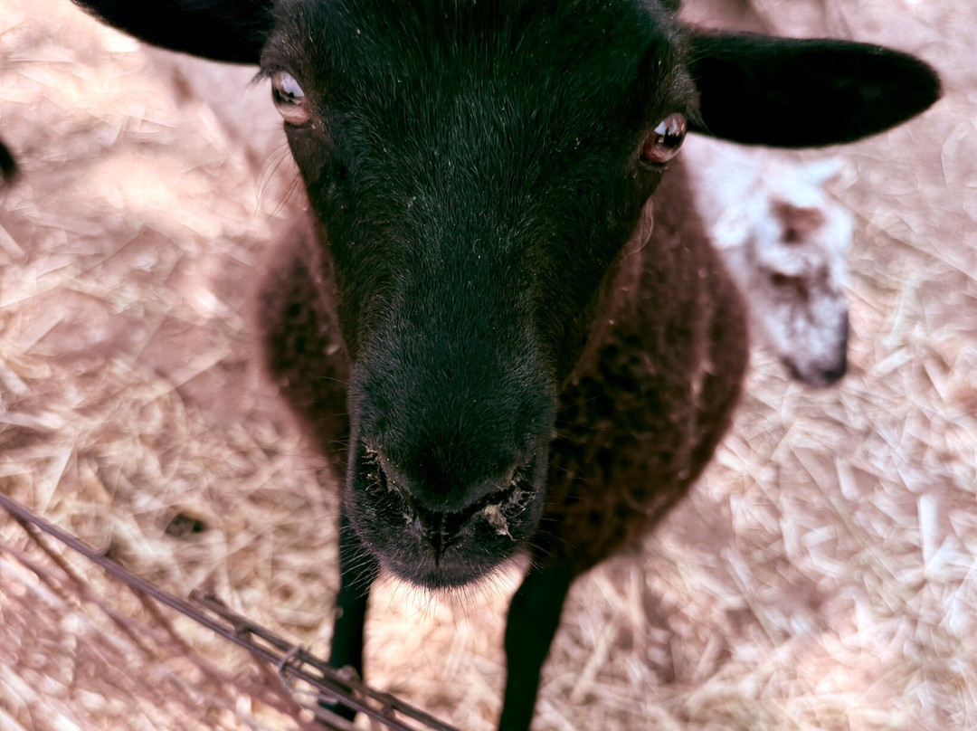 Farma of Rhodes Petting Zoo景点图片