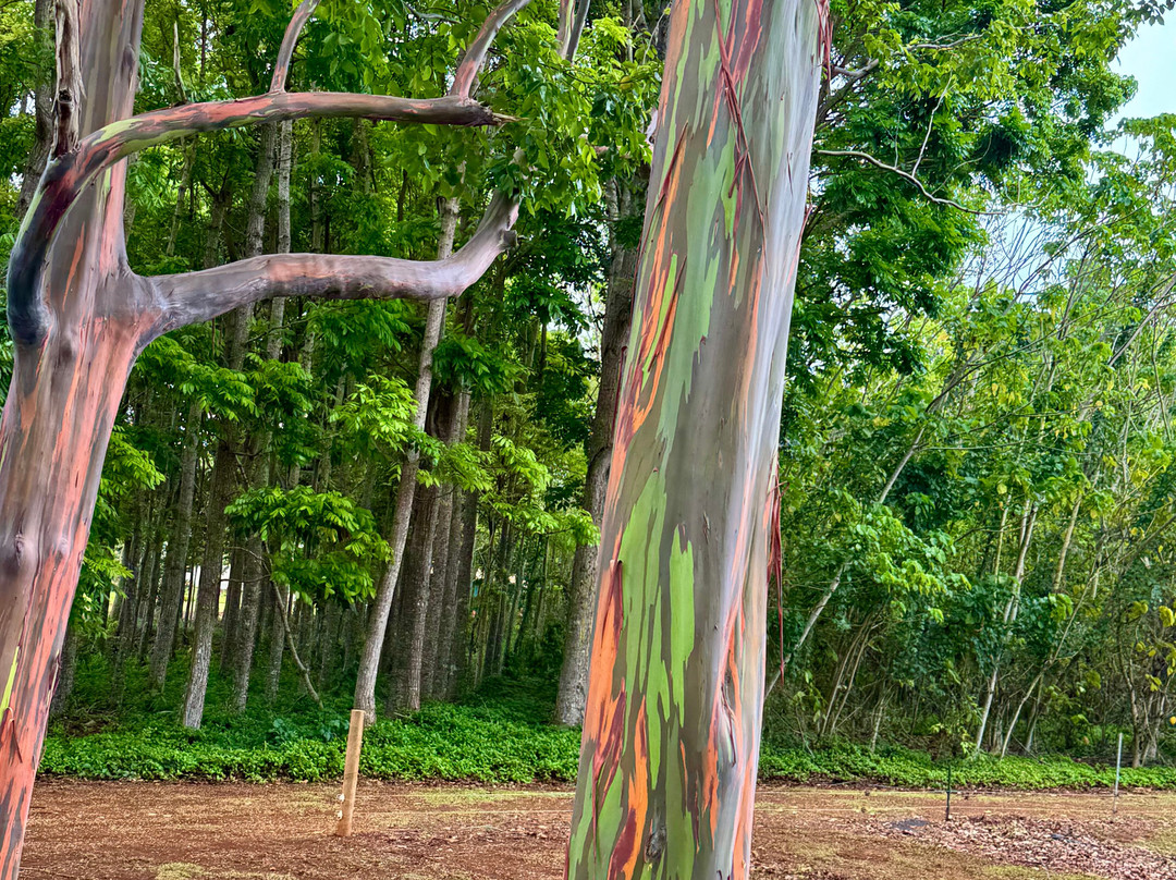 Kauai Safaris景点图片