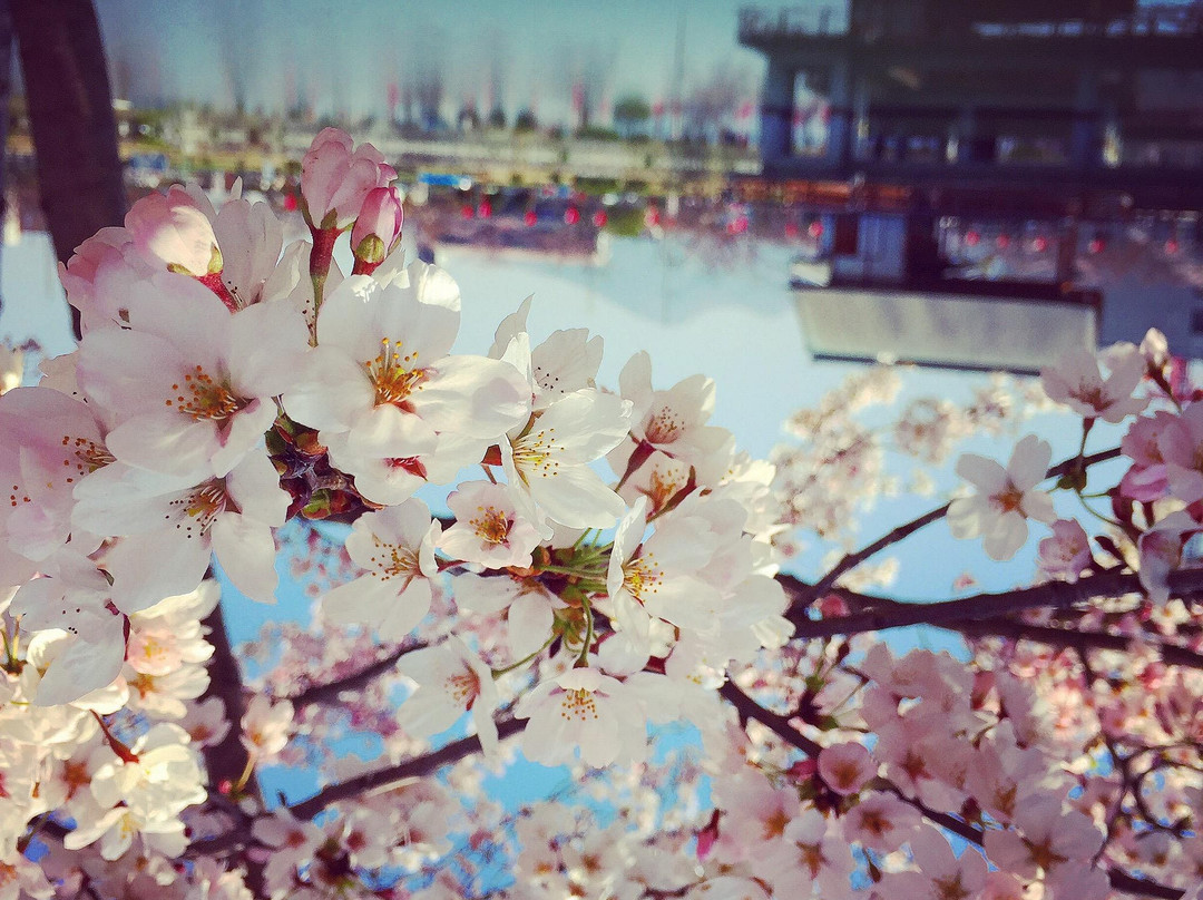 Onaka Park景点图片