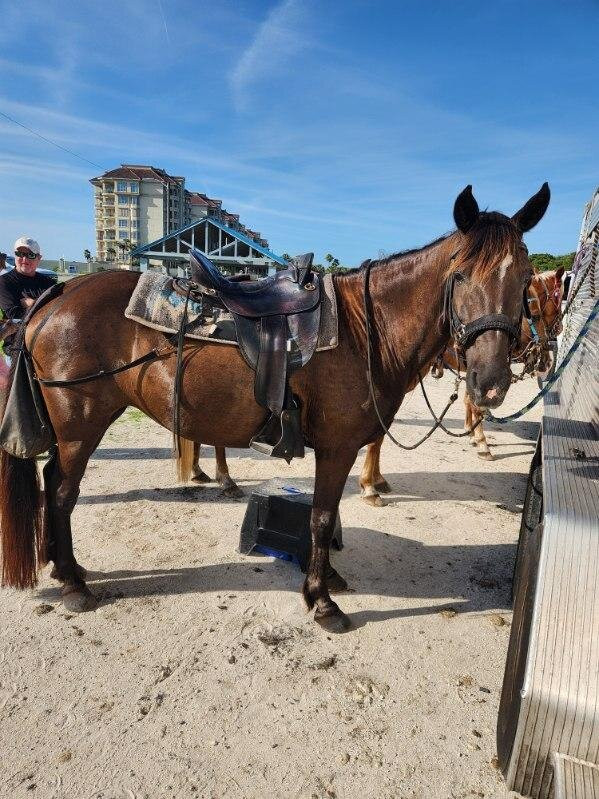 Happy Trails Walking Horses-费尔南迪纳岛必去景点