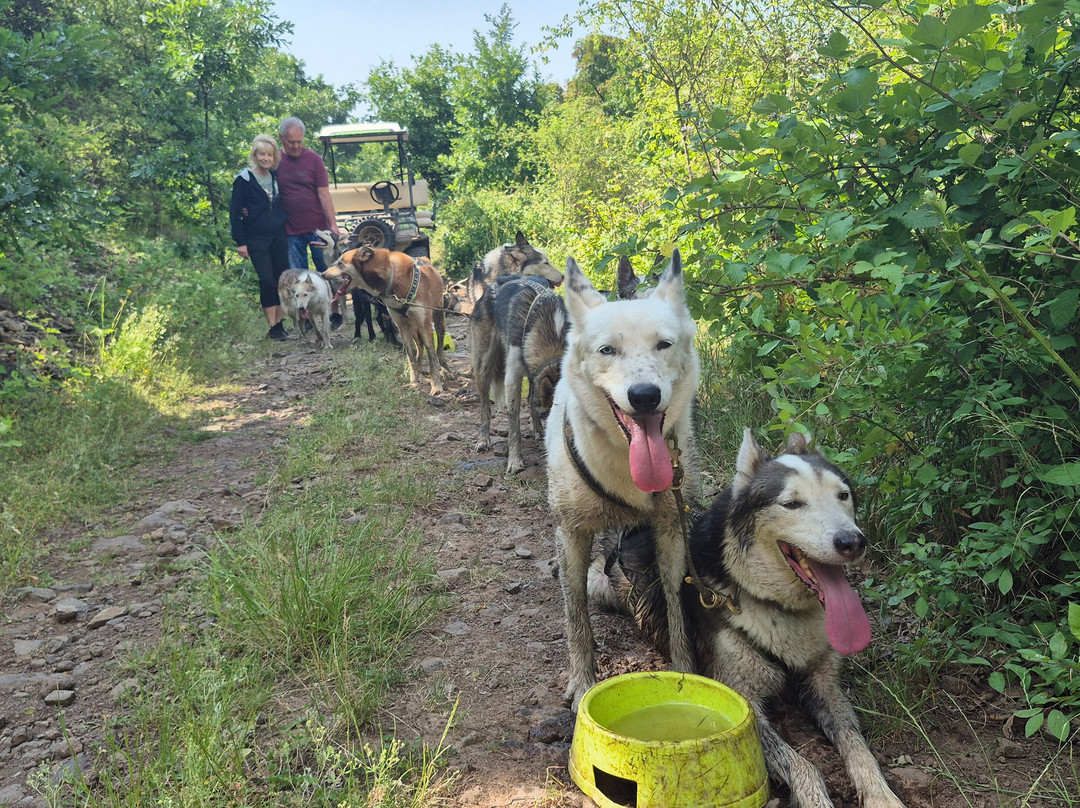 Dog sled tour  Mátrafüred-马特劳菲赖德必去景点