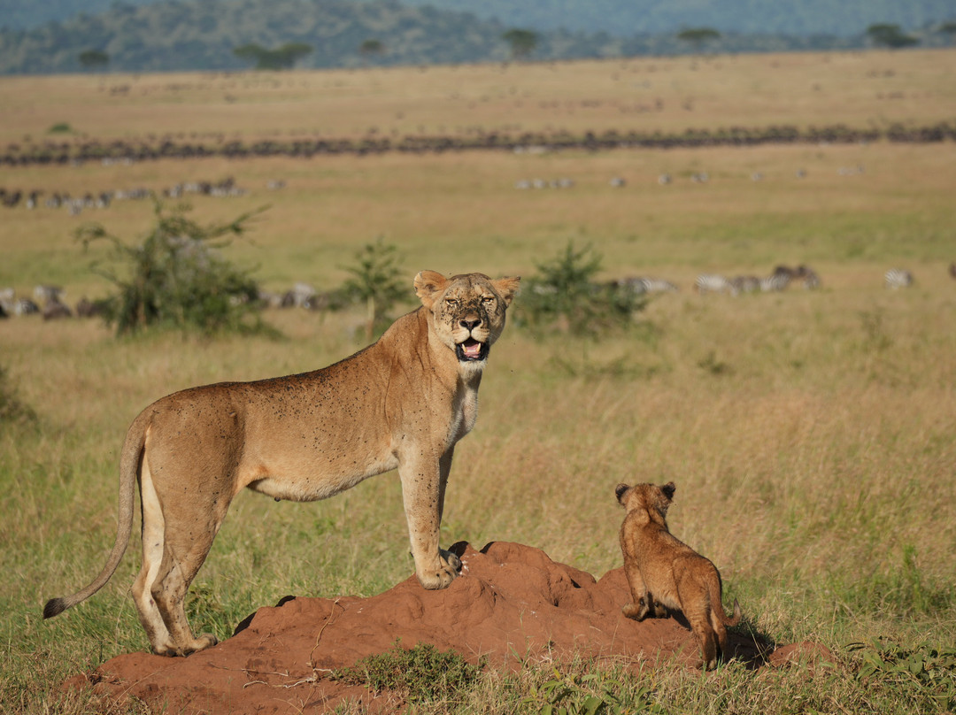 Singita Faru Faru主图