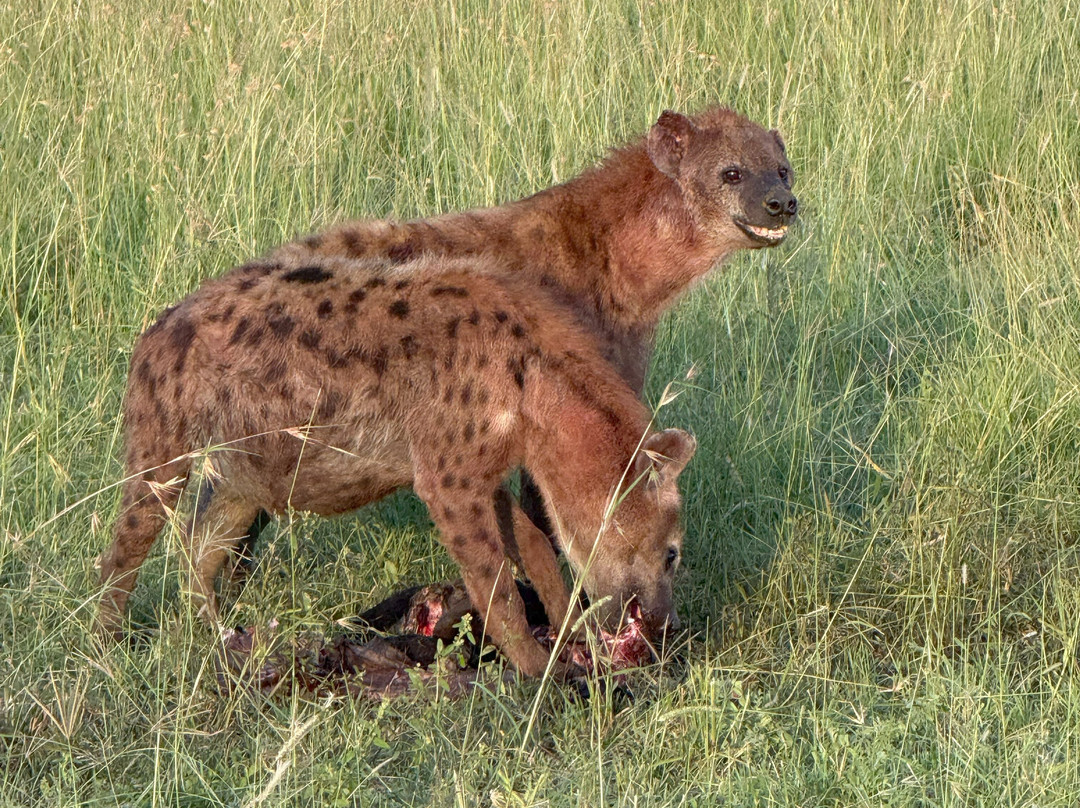 Singita Faru Faru主图