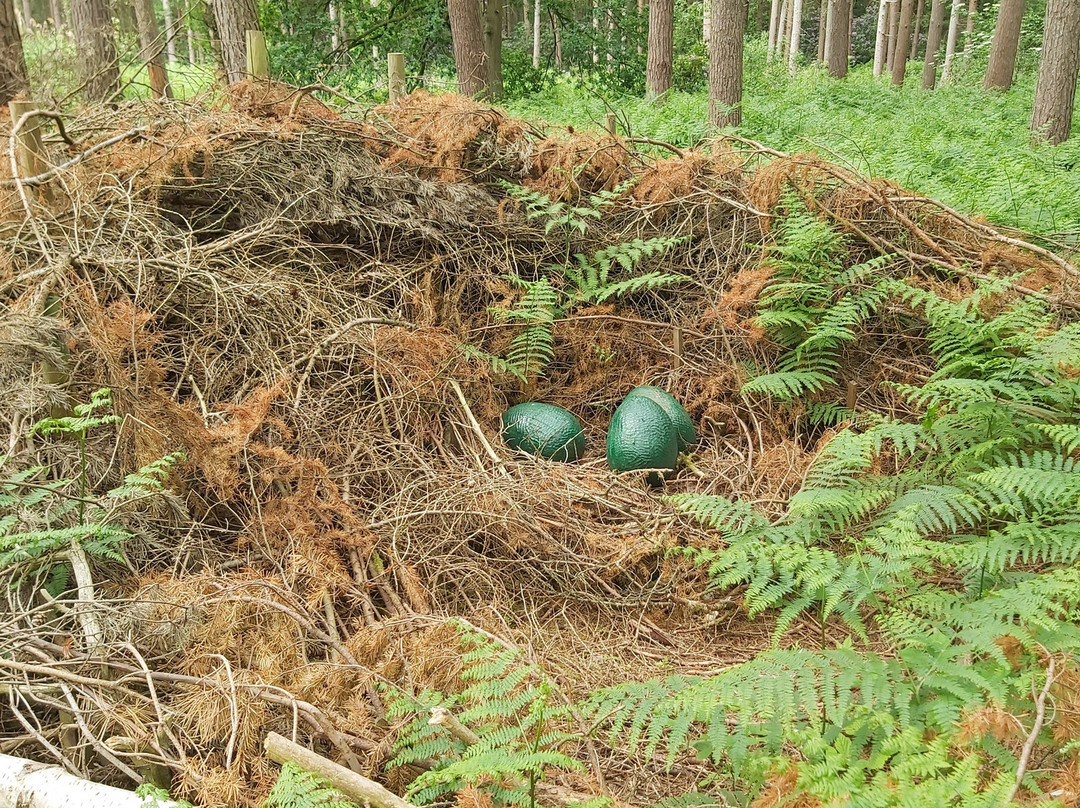 Northwood Trail – England’s Fairy Sanctuary景点图片