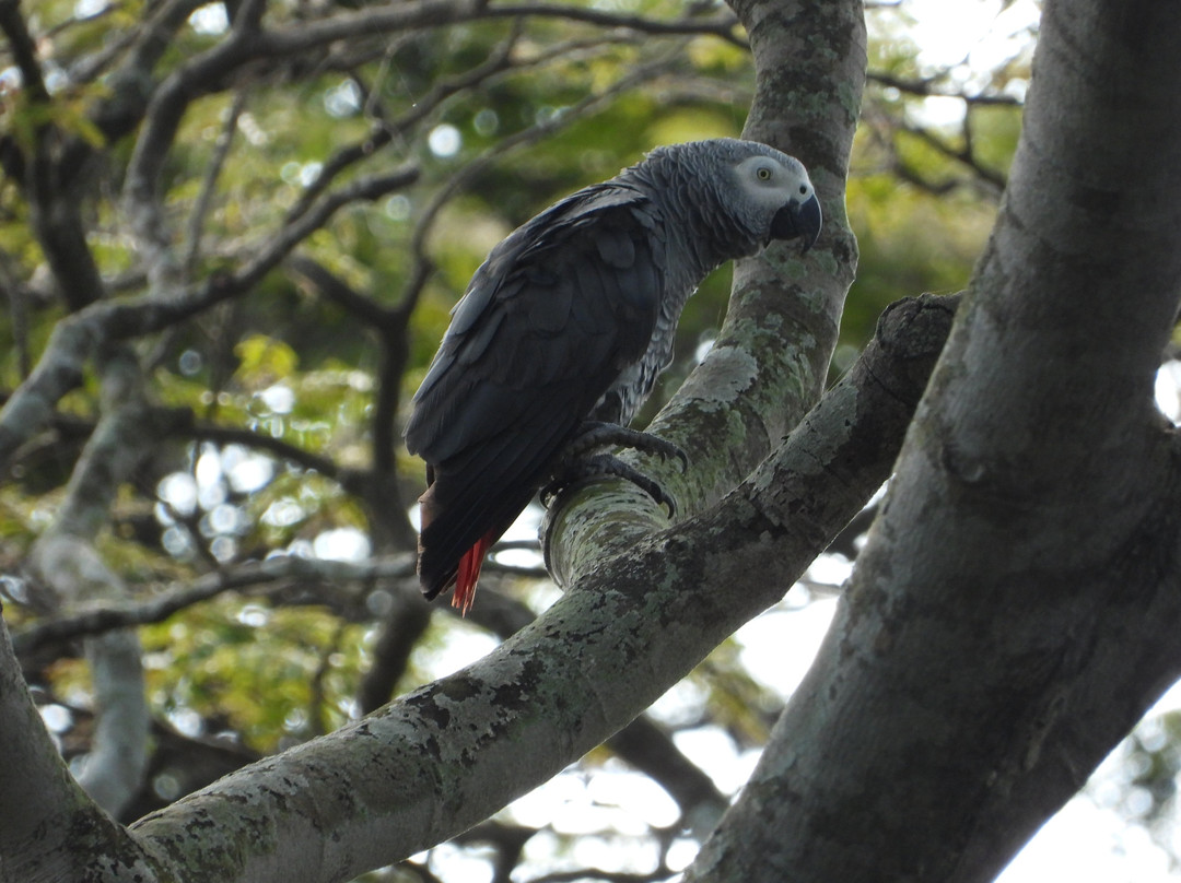 Entebbe Botanical Gardens-恩德培必去景点