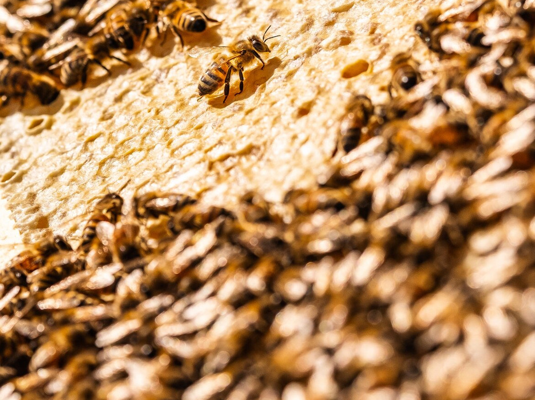 Pollen Nation Farm-Little Rapids必去景点