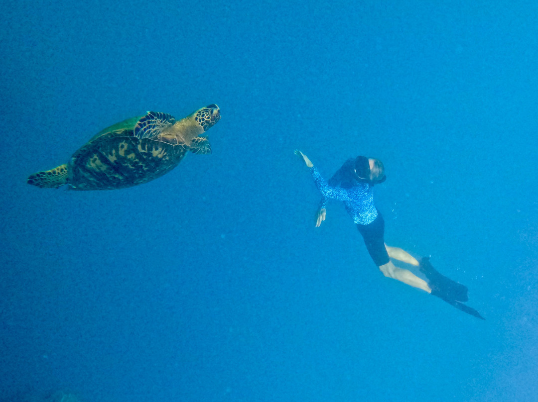 Kali & Kato's Rarotonga Turtle Tours-Takitumu District必去景点