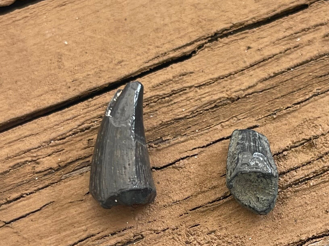 Fossil Junkies, Llc-Alva必去景点