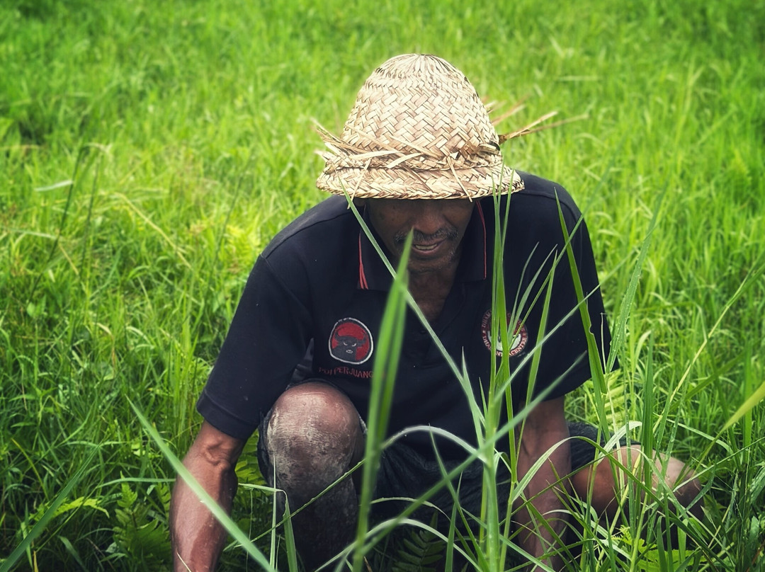 Authentic Walking Tours-乌布必去景点
