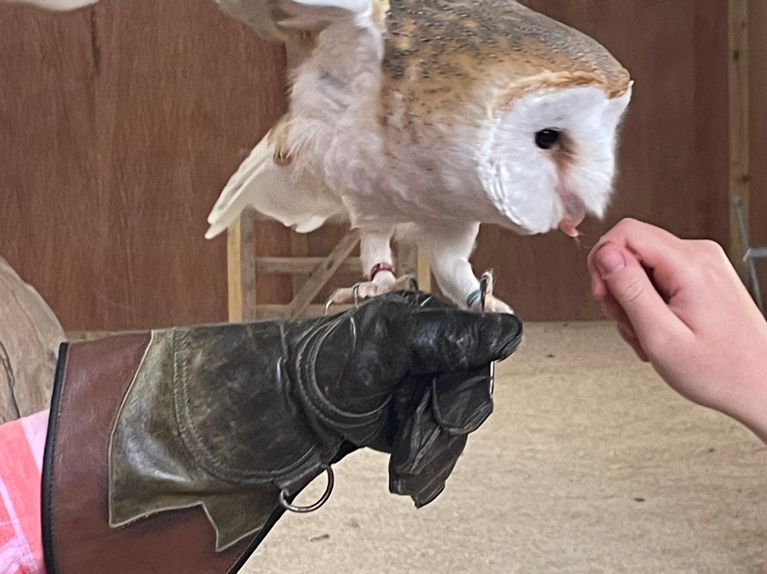 The Bird Of Prey Project-巴斯必去景点