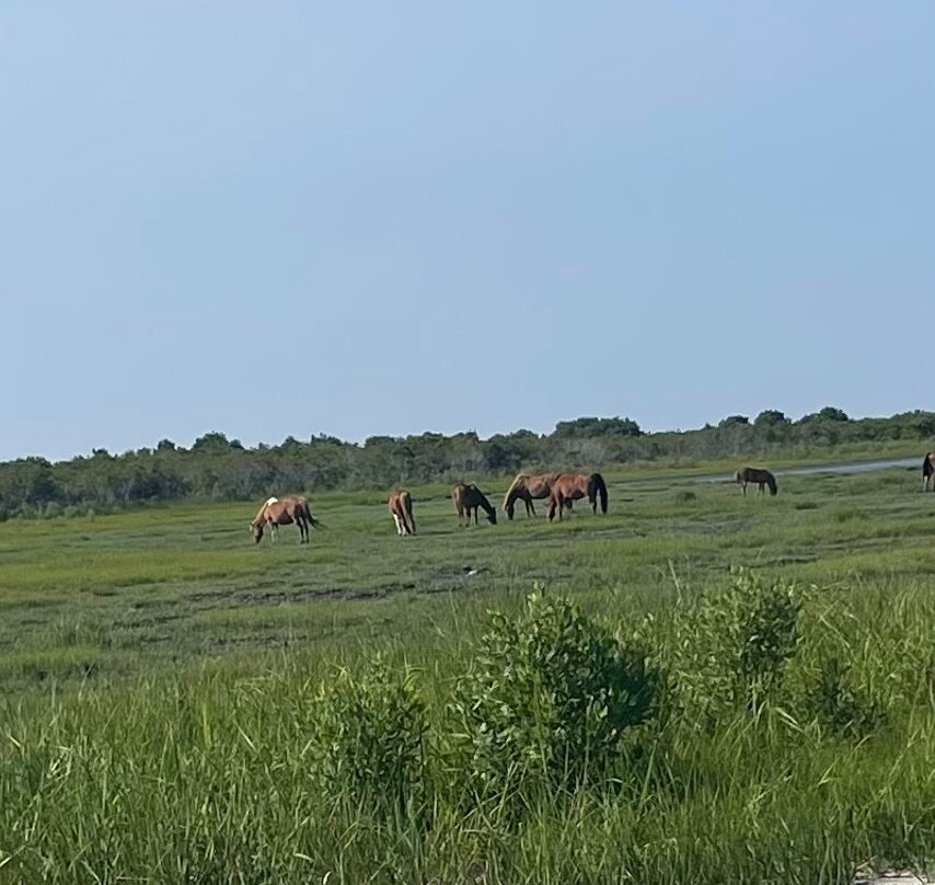 Assateague Adventure-大洋城必去景点
