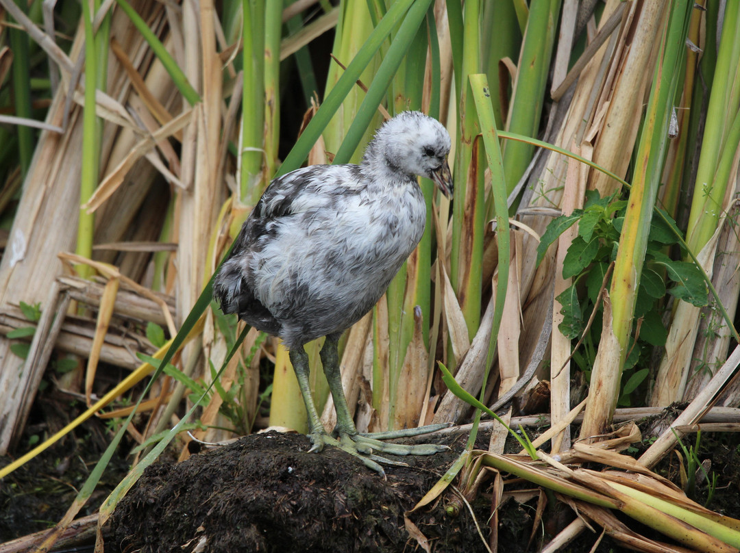 台福特湖-勒杜克必去景点