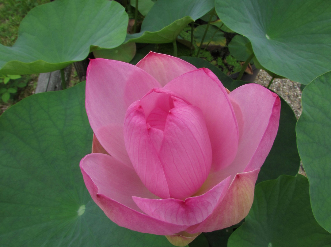 Uji City Botanical Park-宇治市必去景点