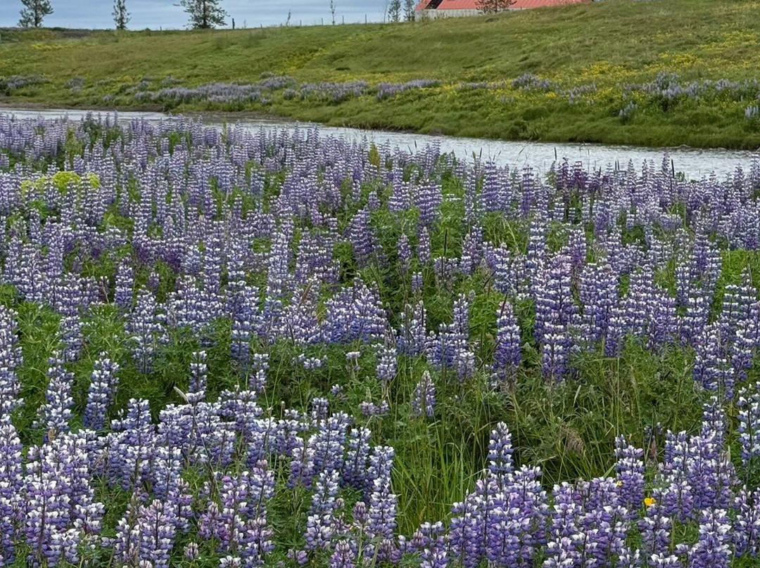 Iceland Golden Circle Tours-科帕伏古必去景点