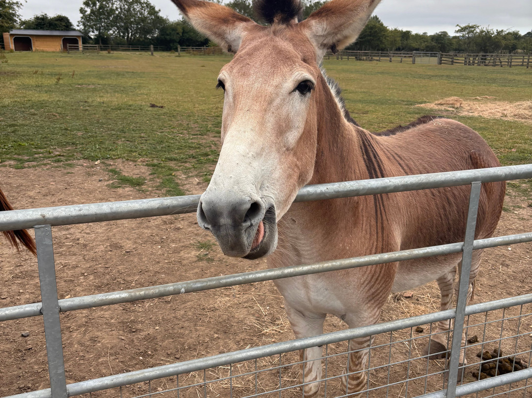 Radcliffe Donkey Sanctuary-Huttoft必去景点