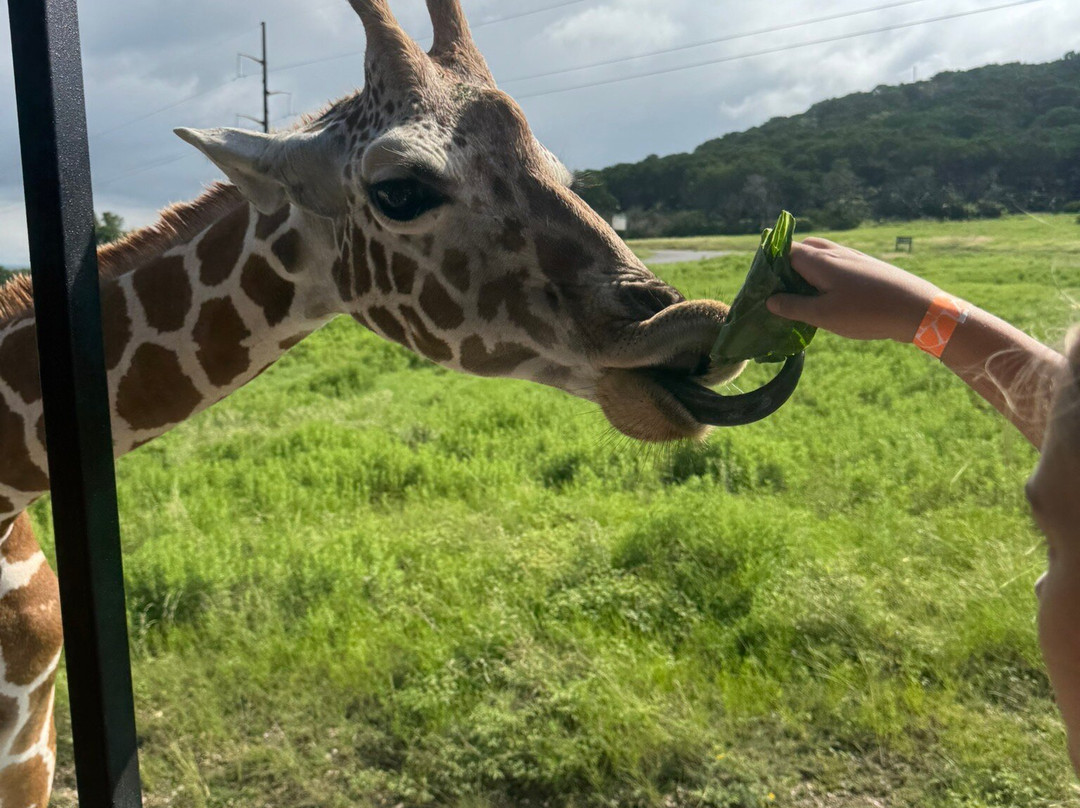 Fossil Rim Wildlife Center-Glen Rose必去景点