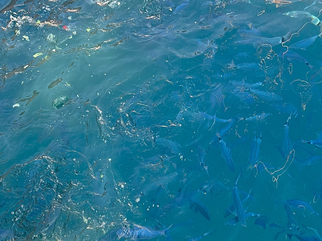 Angel Sailing Santorini-维查德必去景点