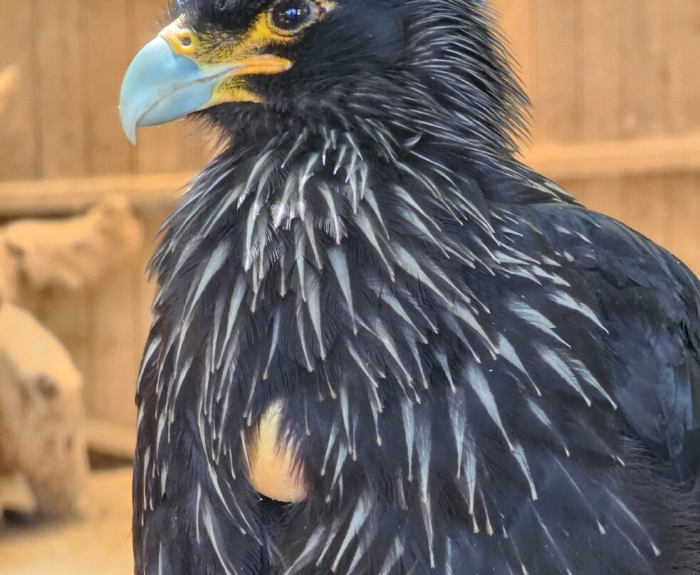 Zoo Santo Inácio-加亚新城必去景点
