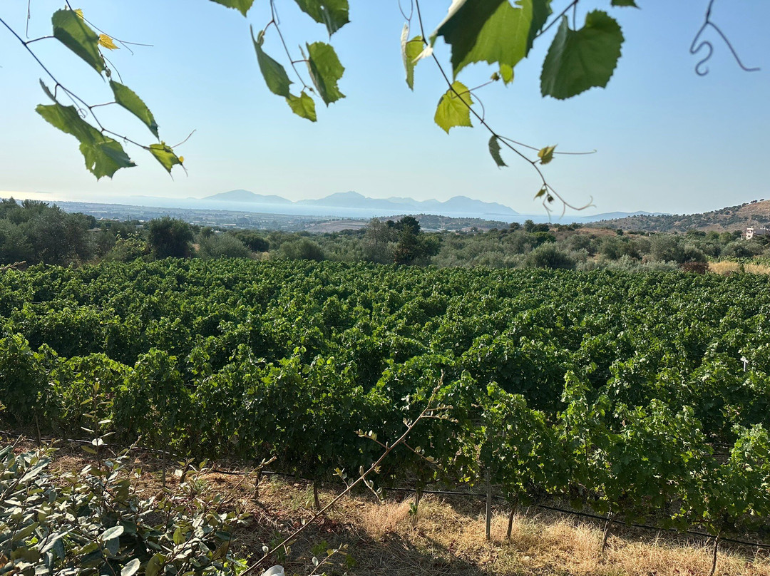 Papakonstantinou Winery-Pili必去景点