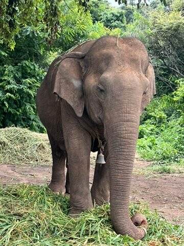 Bannerughatta Biological Park-班加罗尔必去景点