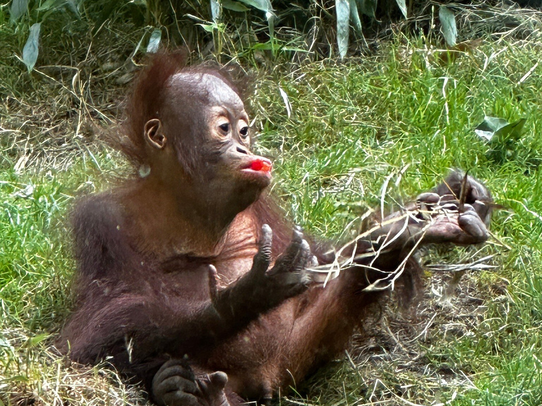 Allwetterzoo Munster-明斯特必去景点