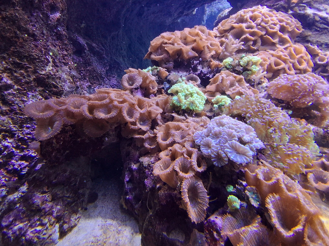 AQUATIS Aquarium Vivarium Lausanne-洛桑必去景点