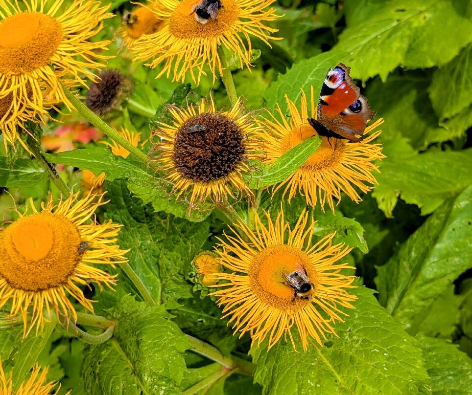 Cae Hir Gardens-Cribyn必去景点