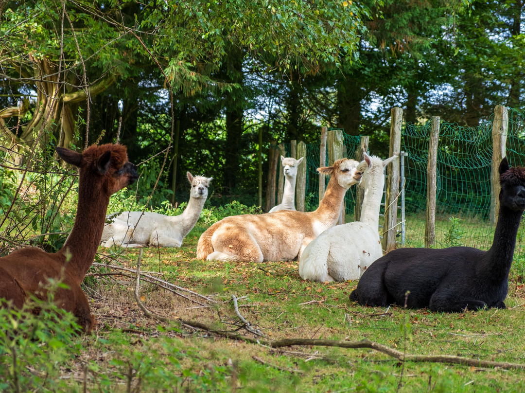 Bisou D'Alpaga-Saint-Clement-Rancoudray必去景点