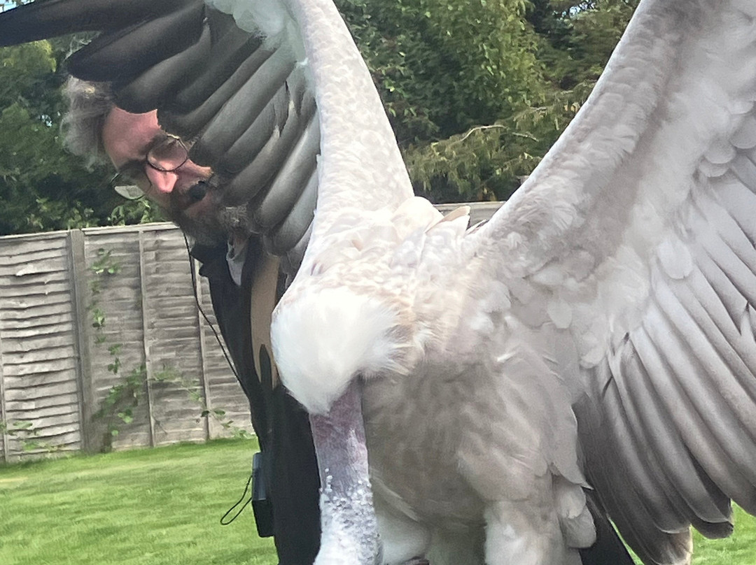 Baytree Owl and Raptor Centre-Spalding必去景点