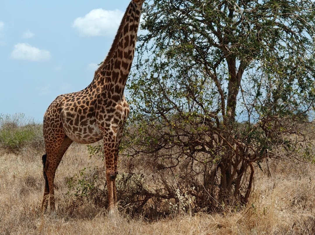 KingTomondo Safaris Kenya-蒙巴萨必去景点