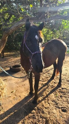 Bhangazi Horse Safaris-圣露西亚必去景点