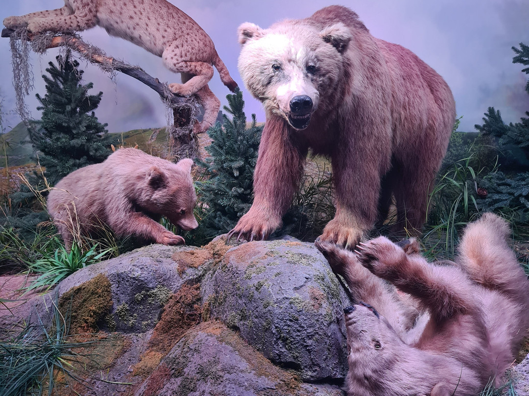 Grigore Antipa National Museum of Natural History-布加勒斯特必去景点