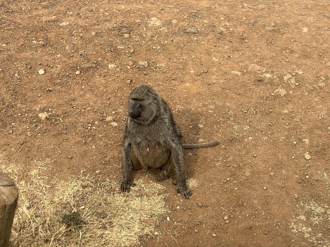 NIVLEK TOURS-内罗毕必去景点