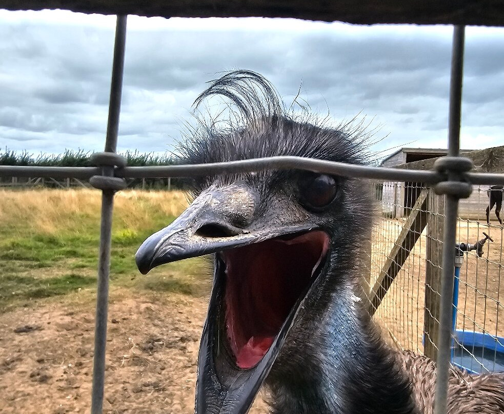 Oasis Camel Park-Halesworth必去景点