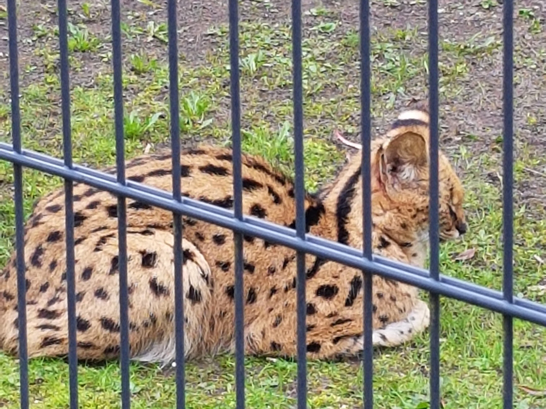 Tierpark Ströhen - Der Entdeckerzoo-Strohen必去景点