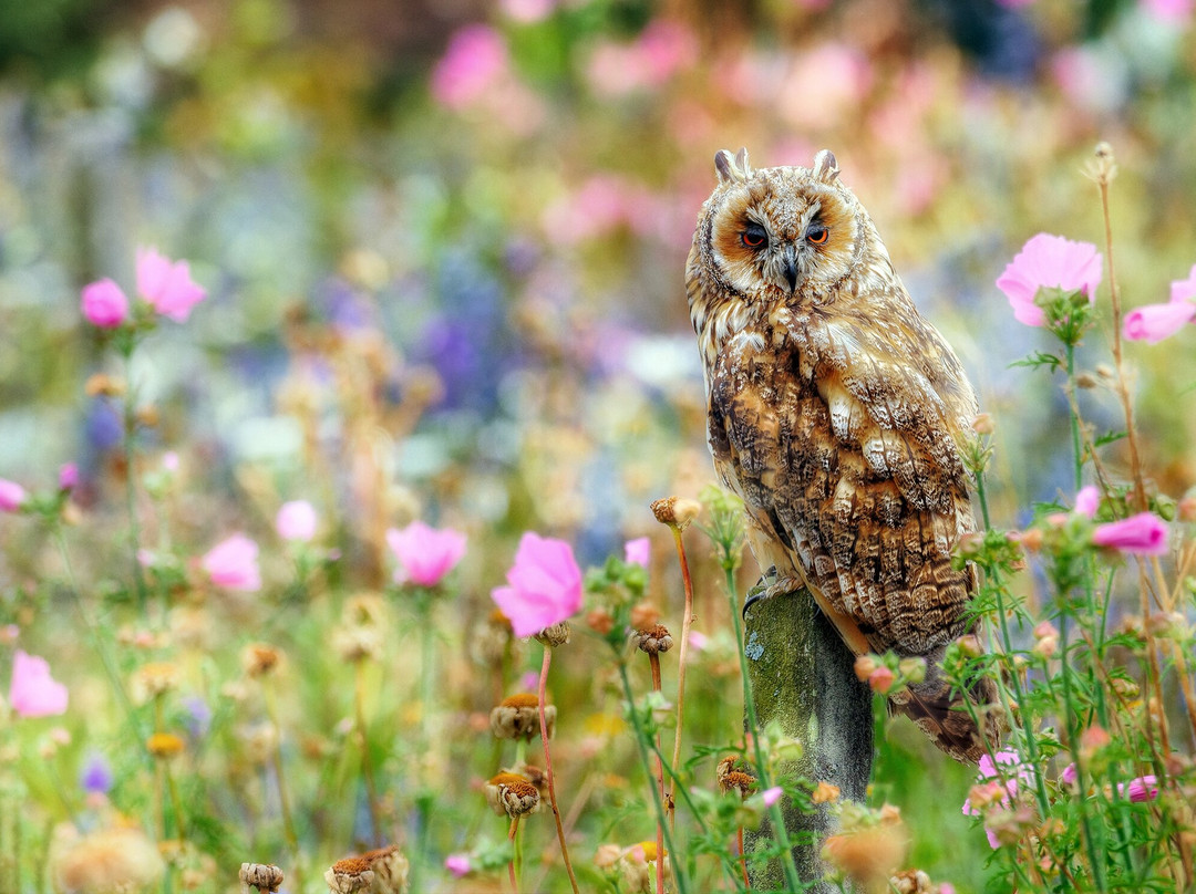 Swinton Park Birds of Prey-马沙姆必去景点