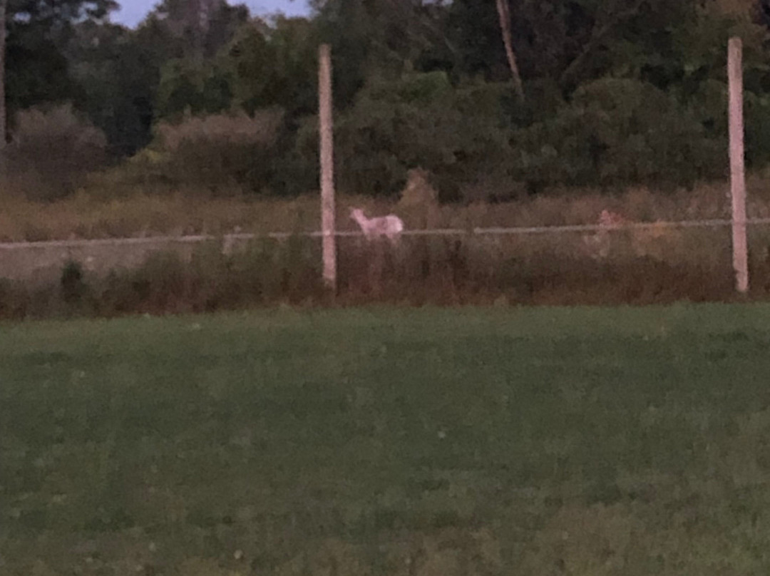 Deer Haven Park-Romulus必去景点