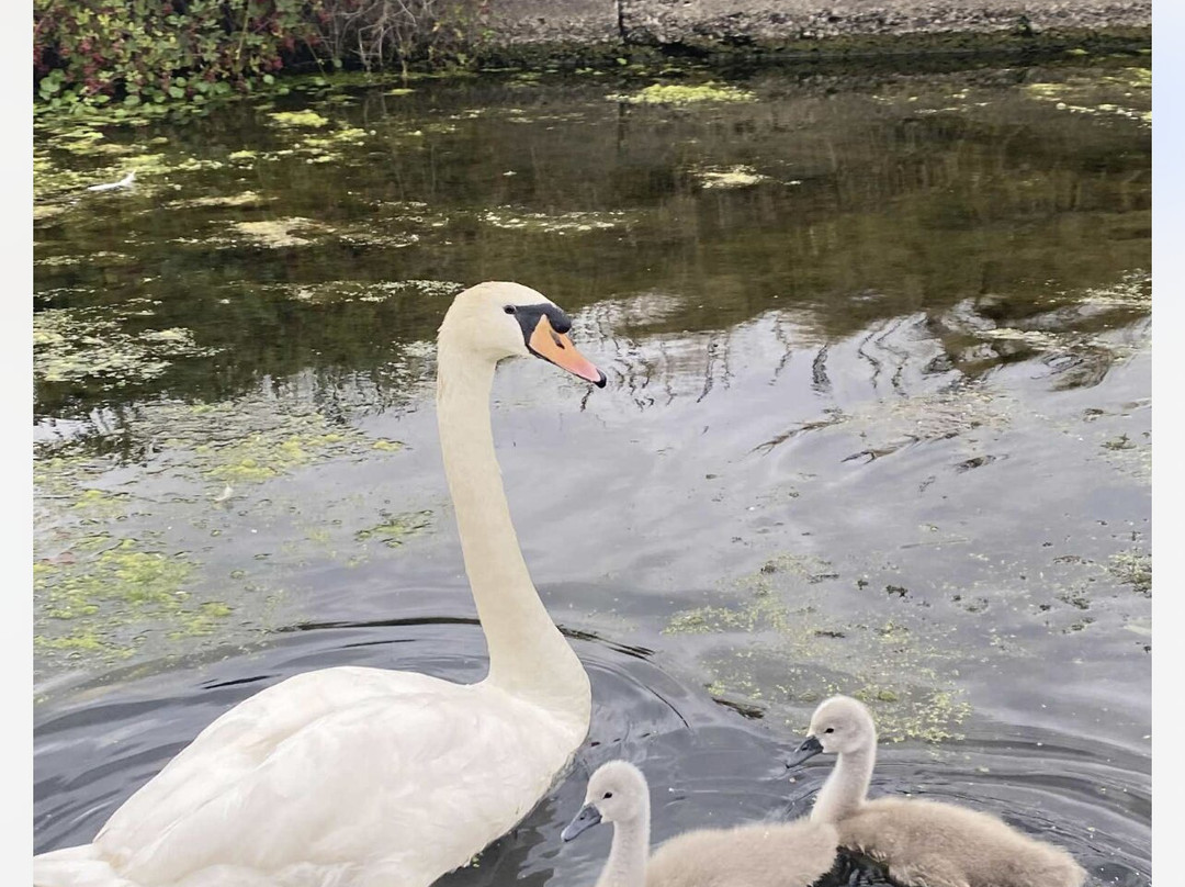 Ellerbeck Narrowboats-乔利必去景点