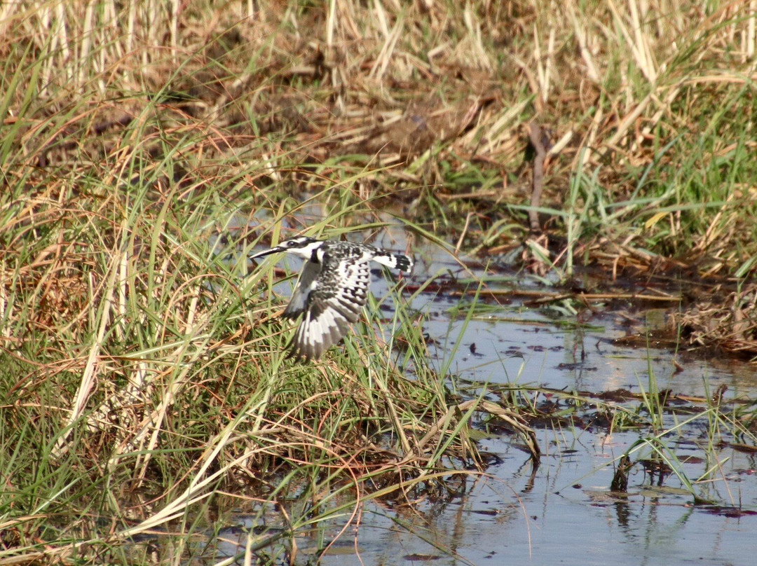 Mahango Game Reserve-奥奇瓦龙戈必去景点